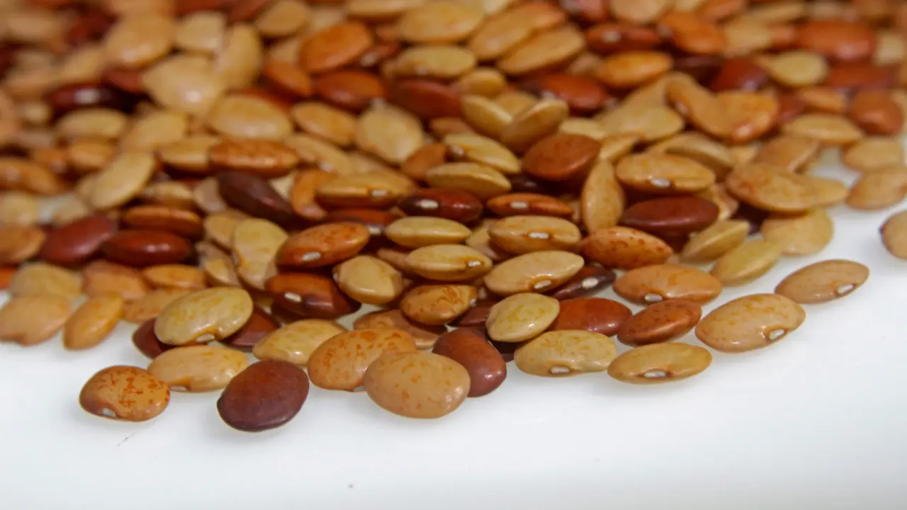 horse gram